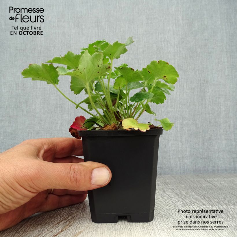 Heuchera sanguinea 'Leuchtkäfer' 8/9 cm pot sample as delivered in autumn