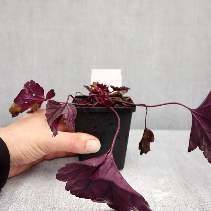 Heuchera Dolce Wildberry 8/9 cm pot sample as delivered in autumn
