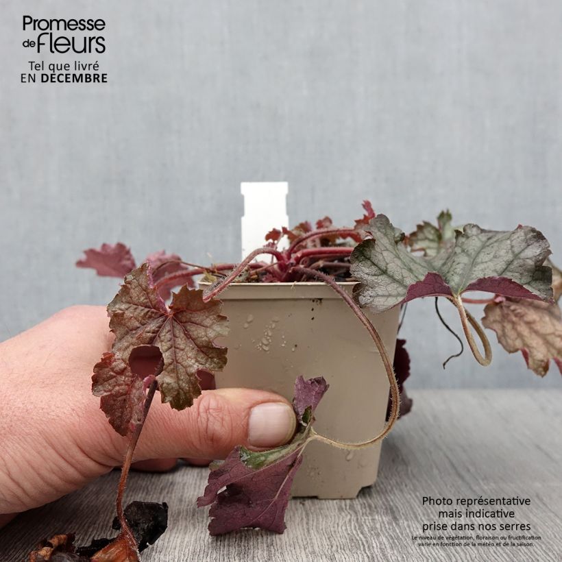 Heucherella Cracked Ice 8/9 cm pot sample as delivered in autumn