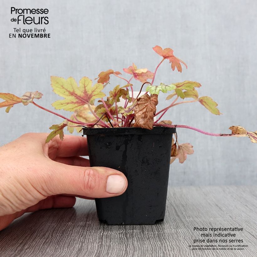 Heucherella Eye Spy 8/9 cm pot sample as delivered in autumn