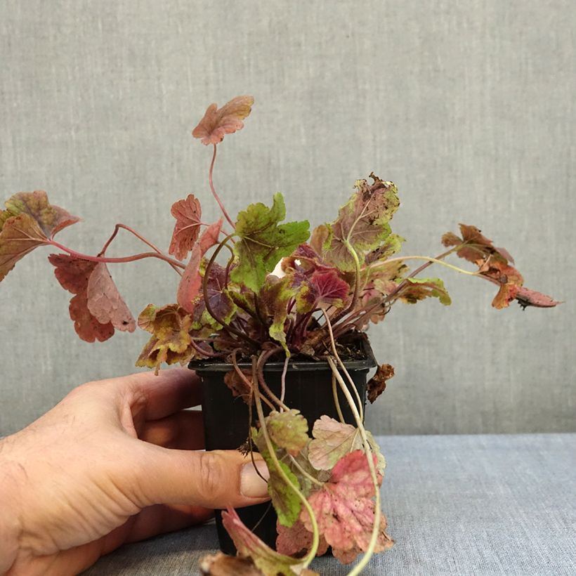 Heucherella Golden Zebra 8/9 cm pot sample as delivered in autumn