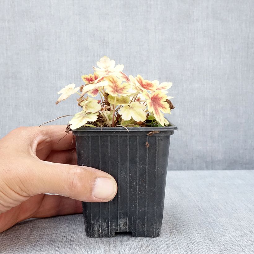 Heucherella Golden Zebra 8/9 cm pot sample as delivered in summer