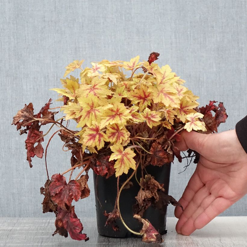 Heucherella Golden Zebra 1.5L/2L pot sample as delivered in spring