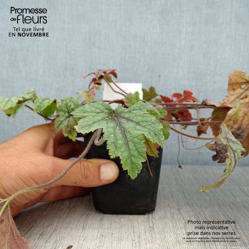 Heucherella Kimono 8/9 cm pot sample as delivered in autumn