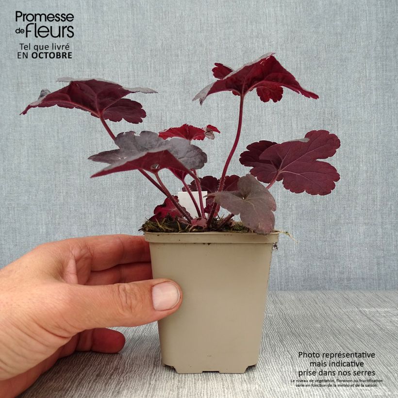 Heucherella Onyx 8/9 cm pot sample as delivered in autumn