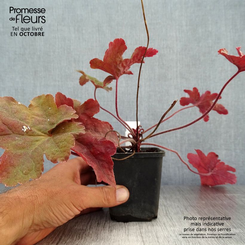 Heucherella Red Rover 8/9 cm pot sample as delivered in autumn