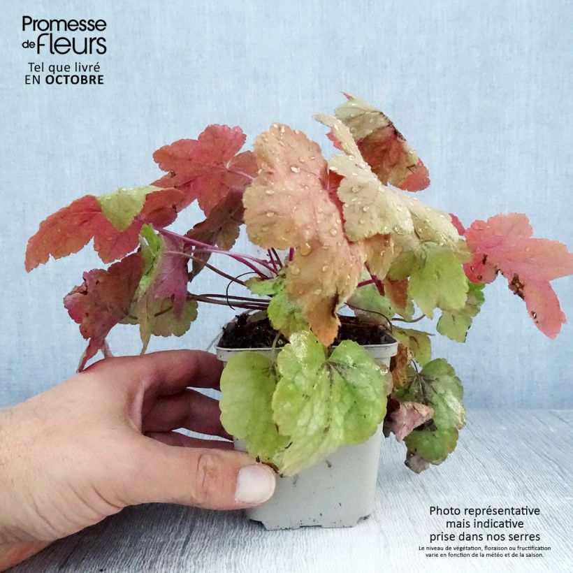 Heucherella Redstone Falls 8/9 cm pot sample as delivered in autumn