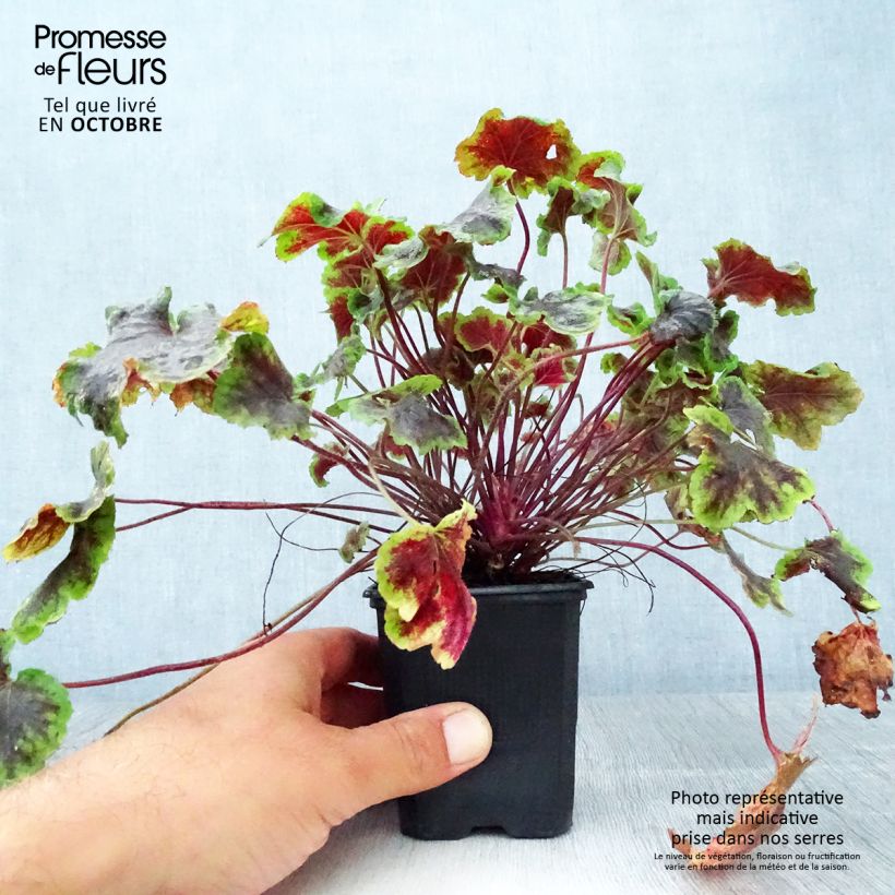 Heucherella Solar Eclipse 8/9 cm pot sample as delivered in autumn