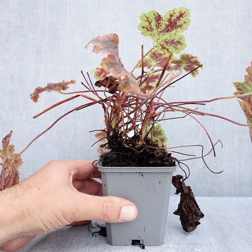 Heucherella Solar Power 8/9 cm pot sample as delivered in autumn