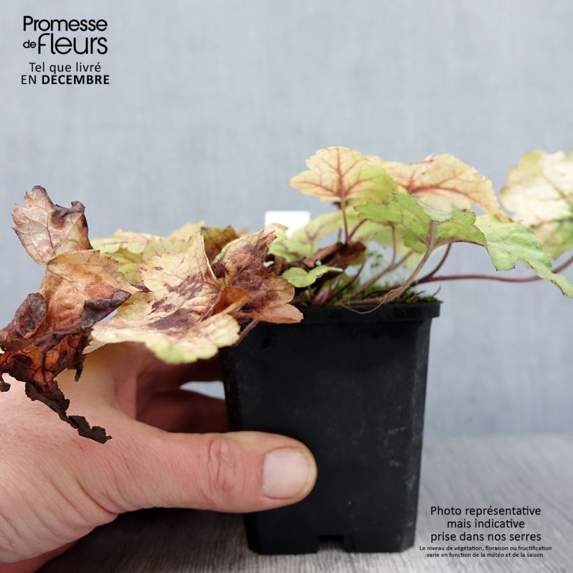 Heucherella Stoplight 8/9 cm pot sample as delivered in autumn