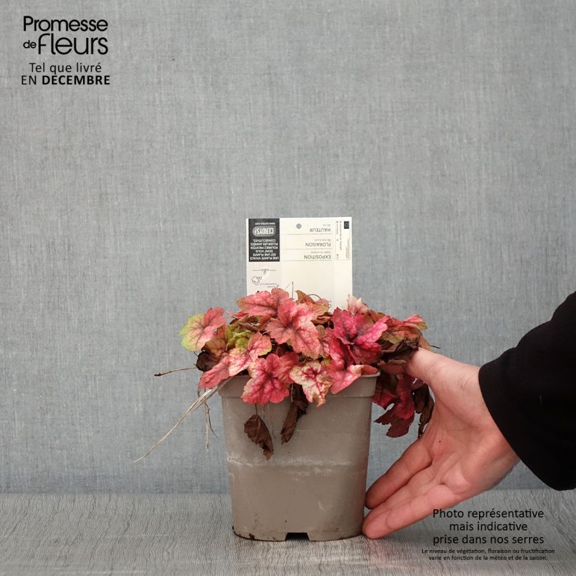 Heucherella Stoplight 2L/3L pot sample as delivered in autumn