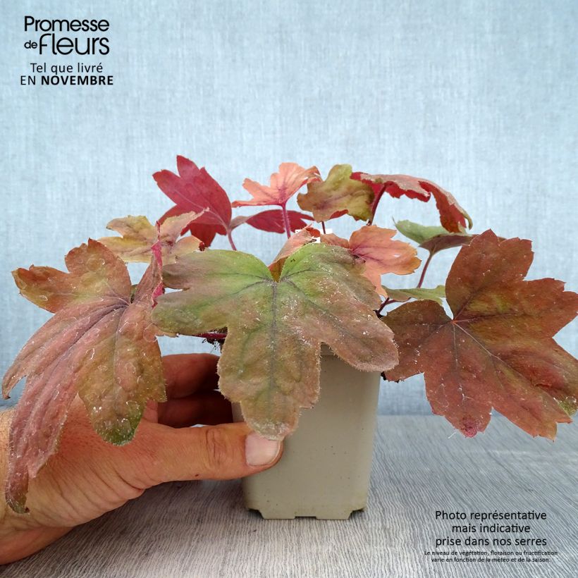 Heucherella Sweet Tea 8/9 cm pot sample as delivered in autumn