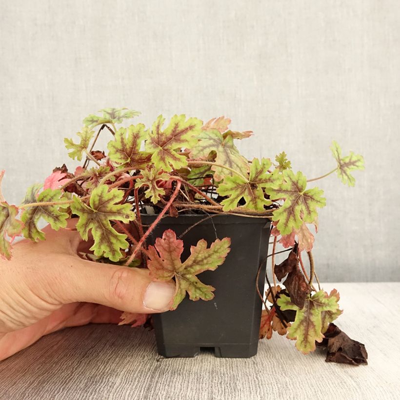 Heucherella Tapestry 8/9 cm pot sample as delivered in autumn