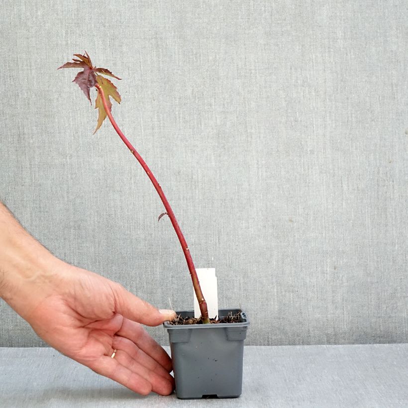 Hibiscus moscheutos Carousel® Ghost ® - Swamp Rose Mallow 8/9 cm pot sample as delivered in autumn