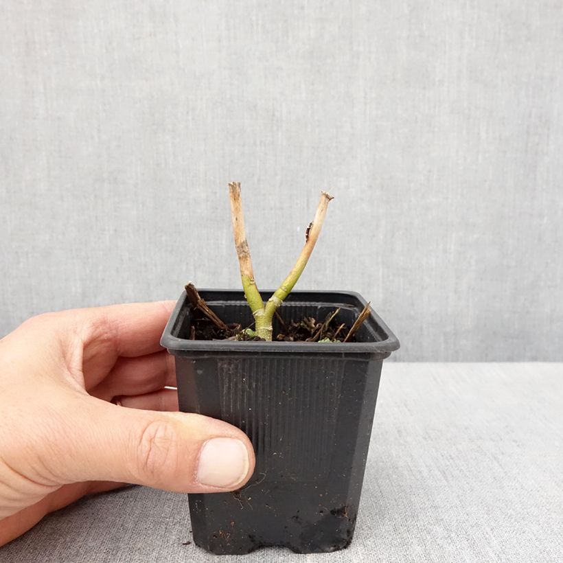 Hibiscus moscheutos Carousel® Ghost ® - Swamp Rose Mallow 8/9 cm pot sample as delivered in spring