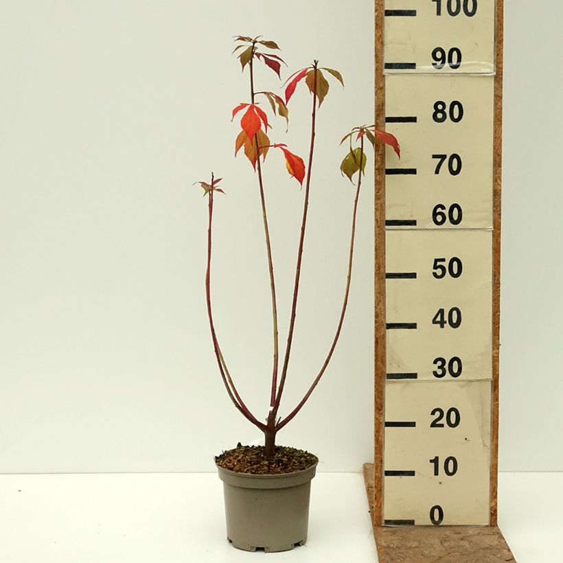 Hibiscus moscheutos Carousel® Ghost ® - Swamp Rose Mallow 3L/4L pot sample as delivered in autumn