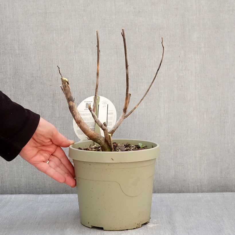 Hibiscus moscheutos Carousel® Ghost ® - Swamp Rose Mallow 3L/4L pot sample as delivered in winter