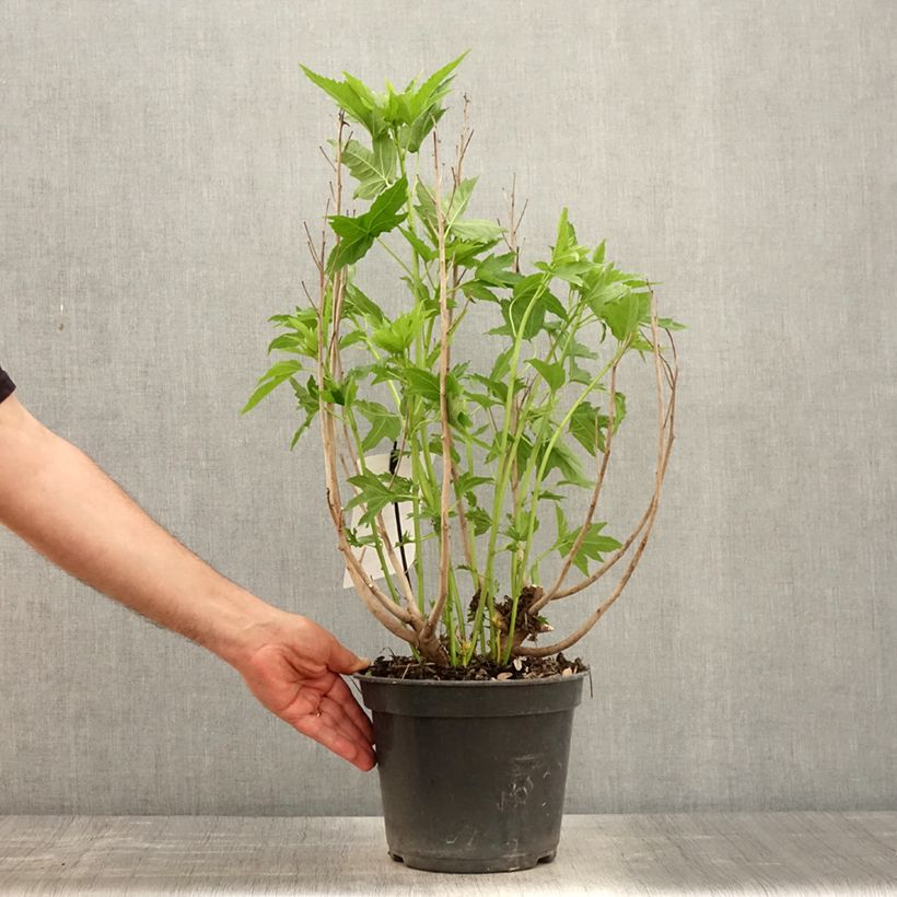 Hibiscus moscheutos Fujin - Swamp Rose Mallow 4L/5L pot sample as delivered in spring