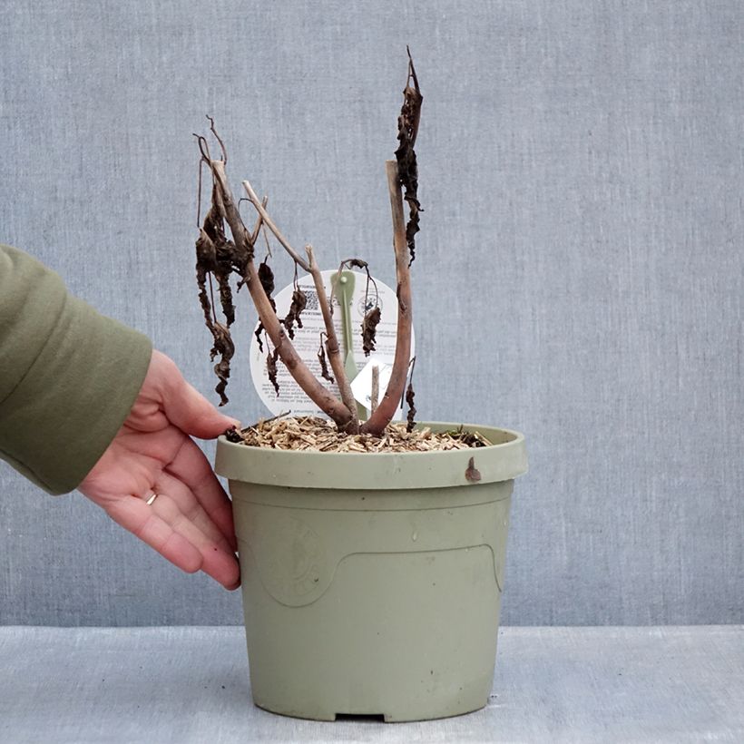 Hibiscus moscheutos Giant Red - Swamp Rose Mallow 3L/4L pot sample as delivered in winter