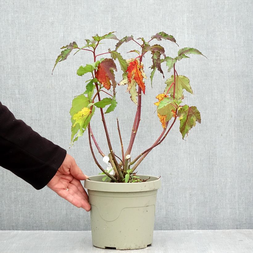 Hibiscus moscheutos Pink Candy - Swamp Rose Mallow 3L/4L pot sample as delivered in autumn