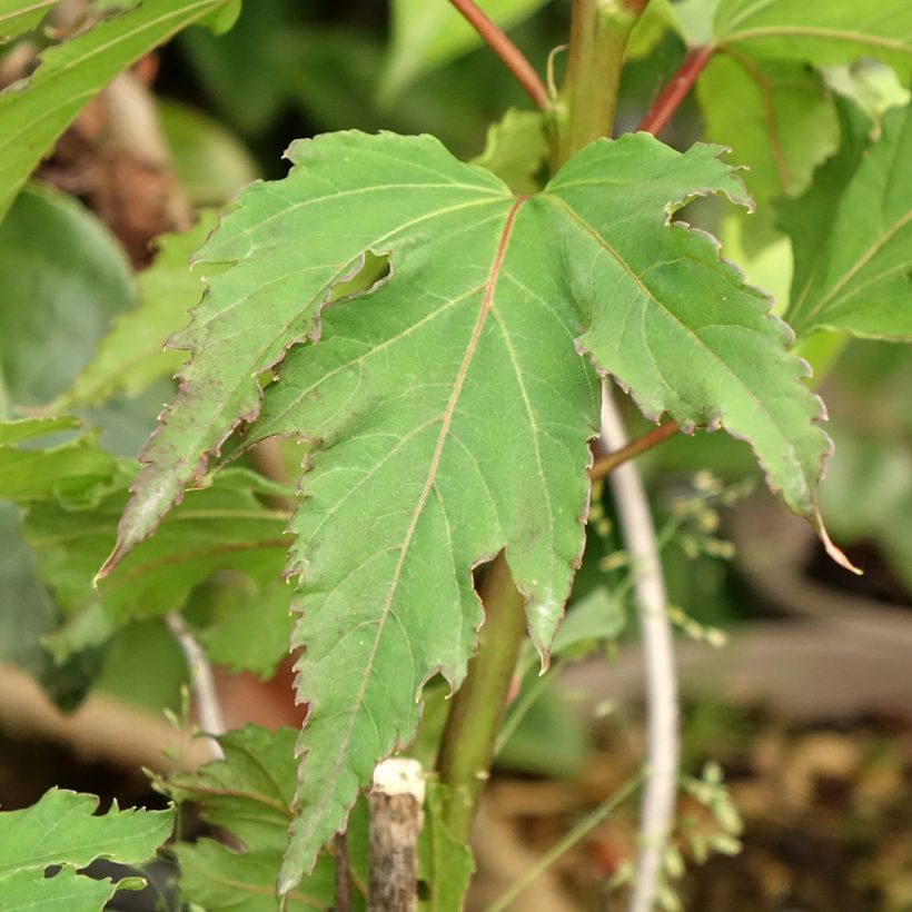 Hibiscus moscheutos Pink Candy - Swamp Rose Mallow (Foliage)