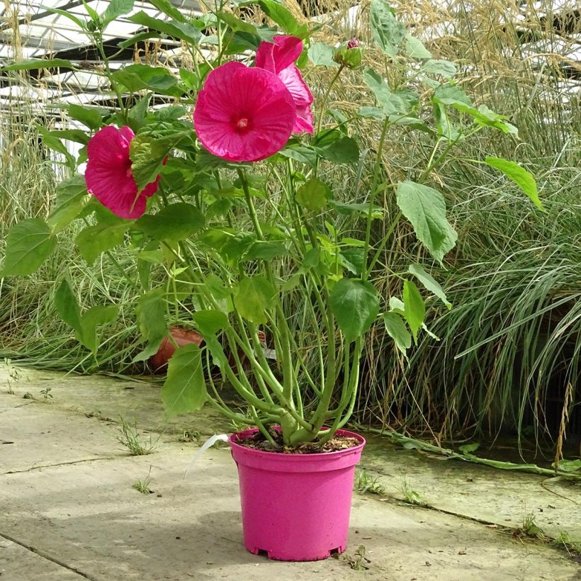 Hibiscus moscheutos Pink - Swamp Rose Mallow (Plant habit)
