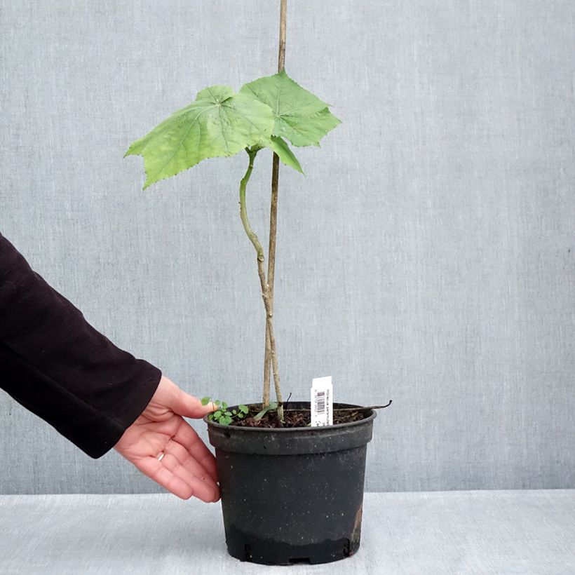 Hibiscus paramutabilis 2L/3L pot sample as delivered in autumn