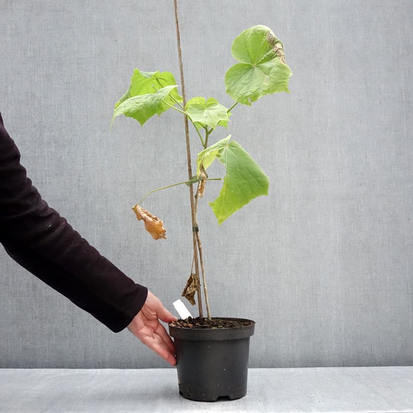 Hibiscus paramutabilis 2L/3L pot sample as delivered in winter