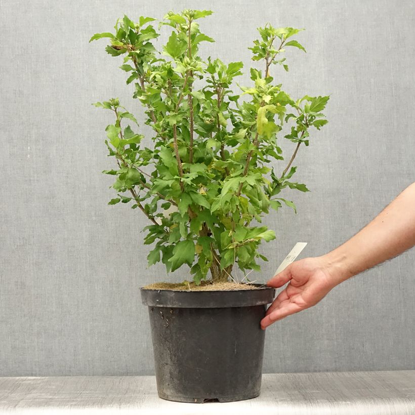 Hibiscus syriacus Pink Giant - Rose of Sharon 7.5L/10L pot sample as delivered in summer