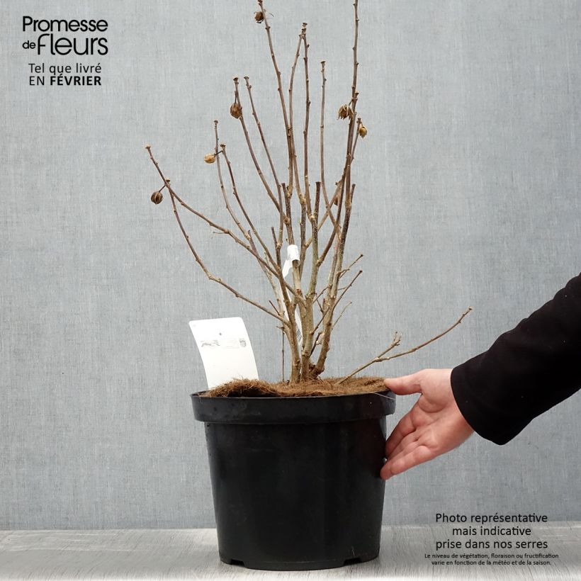 Hibiscus syriacus Pink Giant - Rose of Sharon 7.5L/10L pot sample as delivered in winter