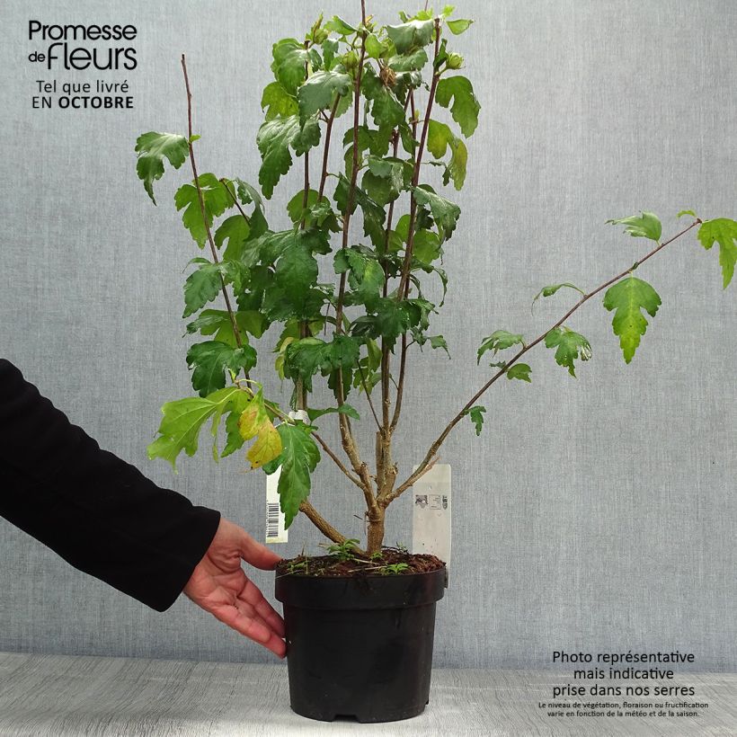 Hibiscus syriacus Pink Giant - Rose of Sharon 4L/5L pot sample as delivered in autumn