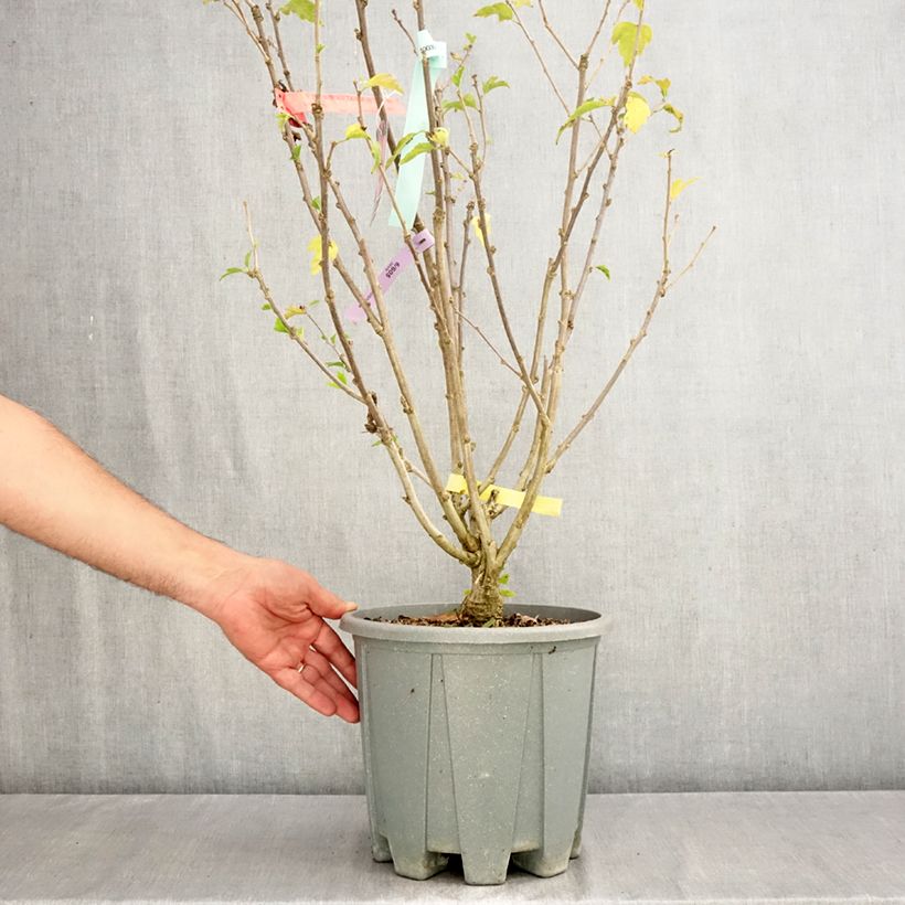 Hibiscus syriacus Pink Giant - Rose of Sharon 7.5L/10L pot sample as delivered in autumn