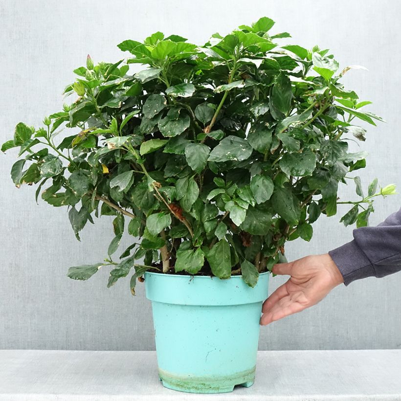 Hibiscus x rosa-sinensis - Chinese hibiscus 7.5L/10L pot sample as delivered in spring