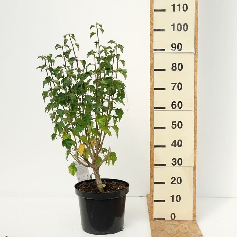 Hibiscus Rose Moon 7.5L/10L pot sample as delivered in autumn