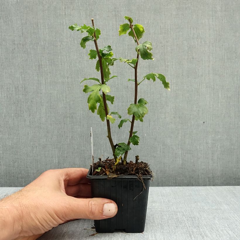 Hibiscus syriacus Admiral Dewey 8/9 cm pot sample as delivered in autumn