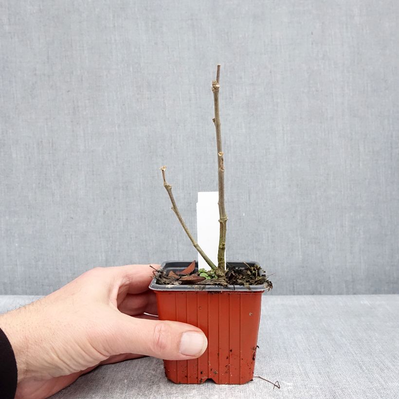 Hibiscus syriacus Admiral Dewey 8/9 cm pot sample as delivered in winter