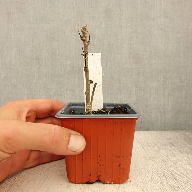 Hibiscus syriacus Admiral Dewey 8/9 cm pot sample as delivered in spring