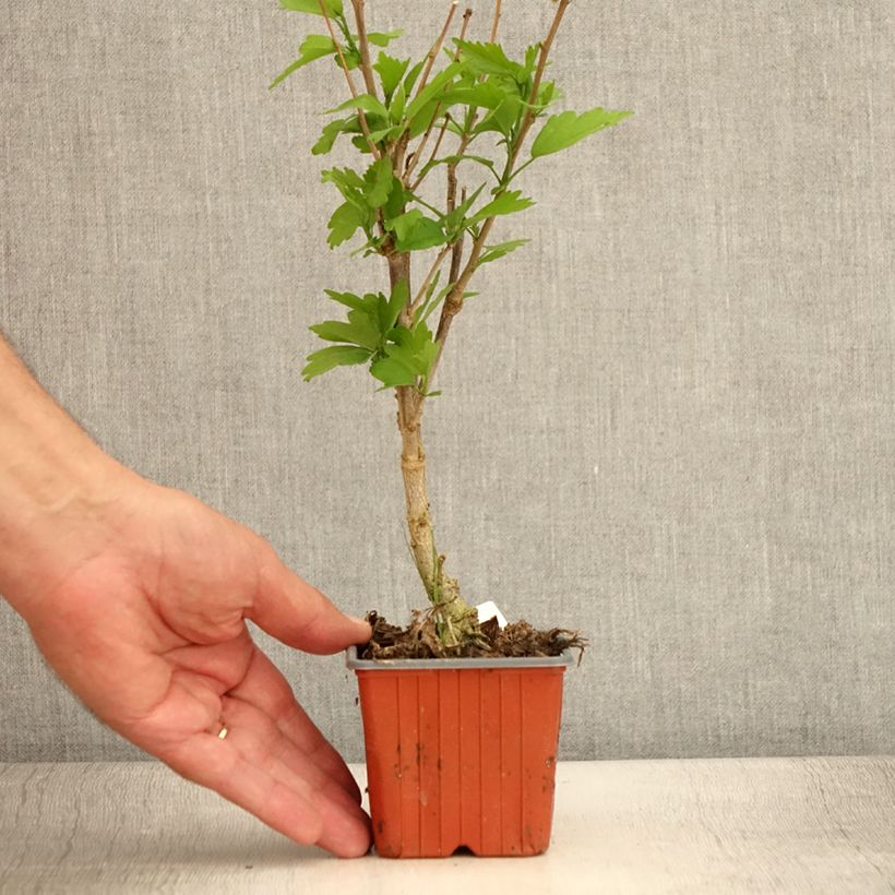 Hibiscus syriacus Ardens 8/9 cm pot sample as delivered in summer