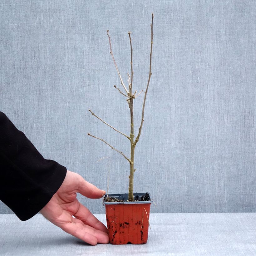 Hibiscus syriacus Ardens 8/9 cm pot sample as delivered in winter