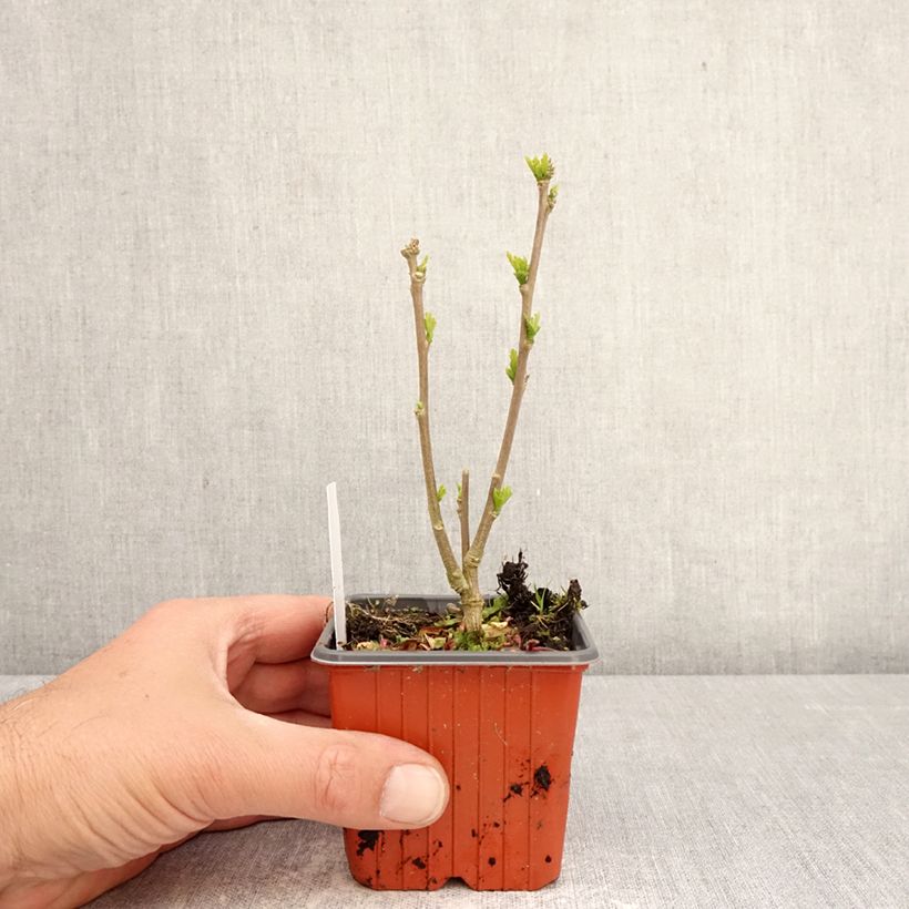 Hibiscus syriacus Ardens 8/9 cm pot sample as delivered in spring