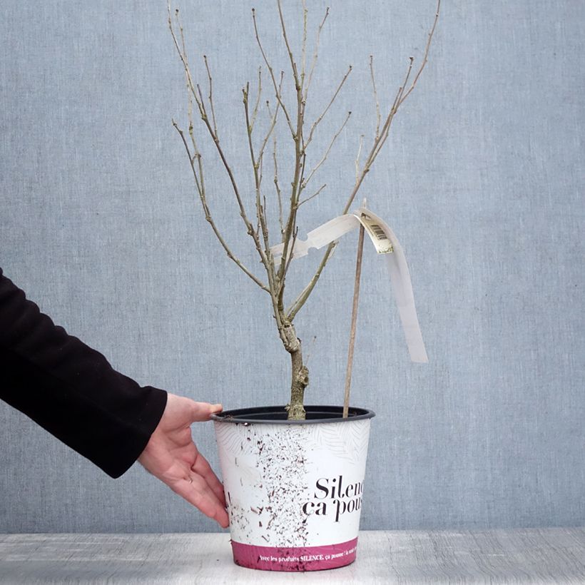 Hibiscus syriacus B'twist Lavender - Rose of Sharon 4L/5L pot sample as delivered in winter