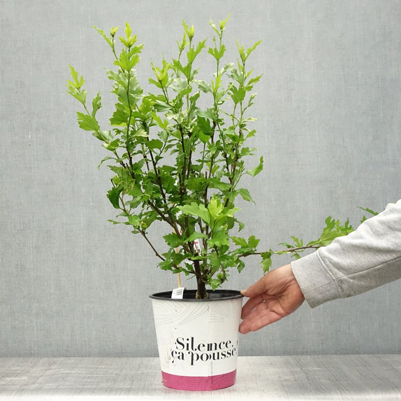 Hibiscus syriacus B'twist Lavender - Rose of Sharon 4L/5L pot sample as delivered in spring