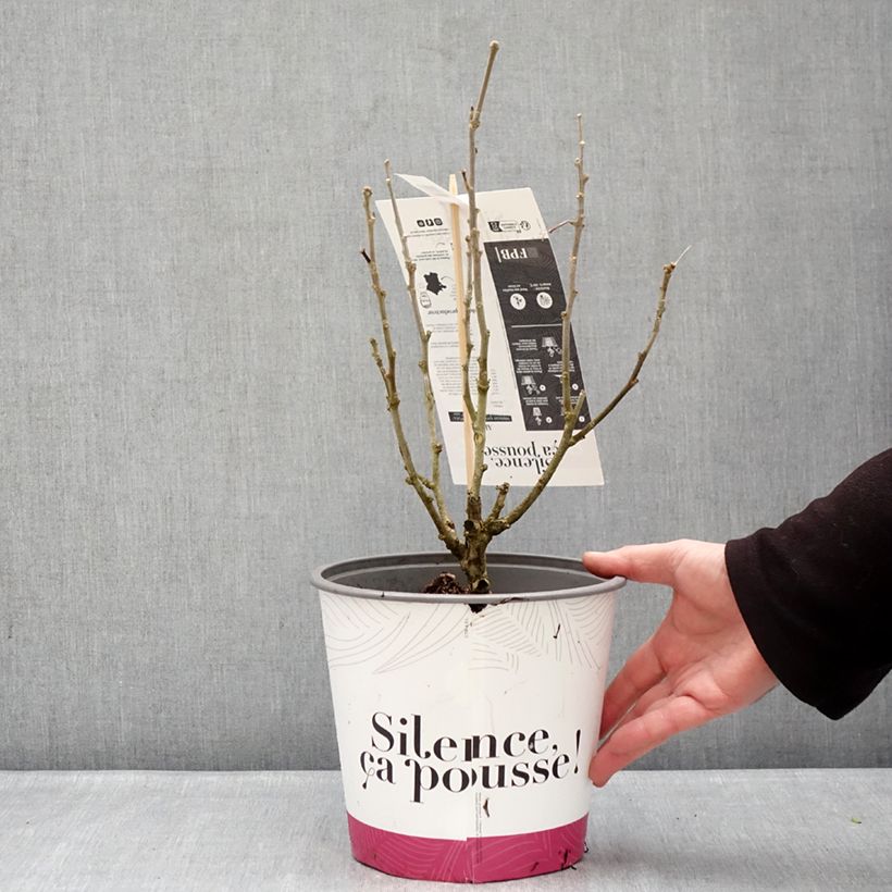 Hibiscus syriacus Beautiful Cobalt - Rose of Sharon 4L/5L pot sample as delivered in winter