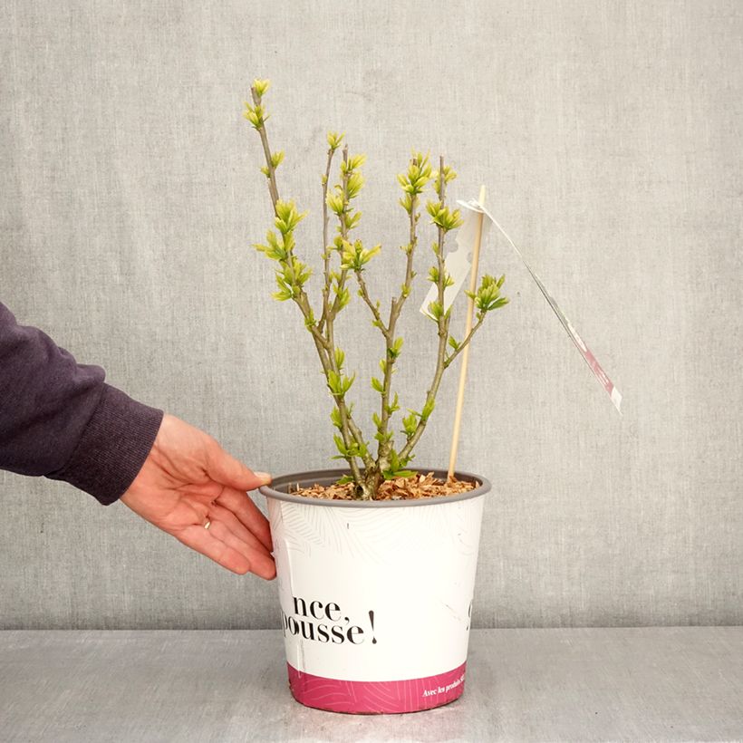 Hibiscus syriacus Beautiful Cobalt - Rose of Sharon 4L/5L pot sample as delivered in spring