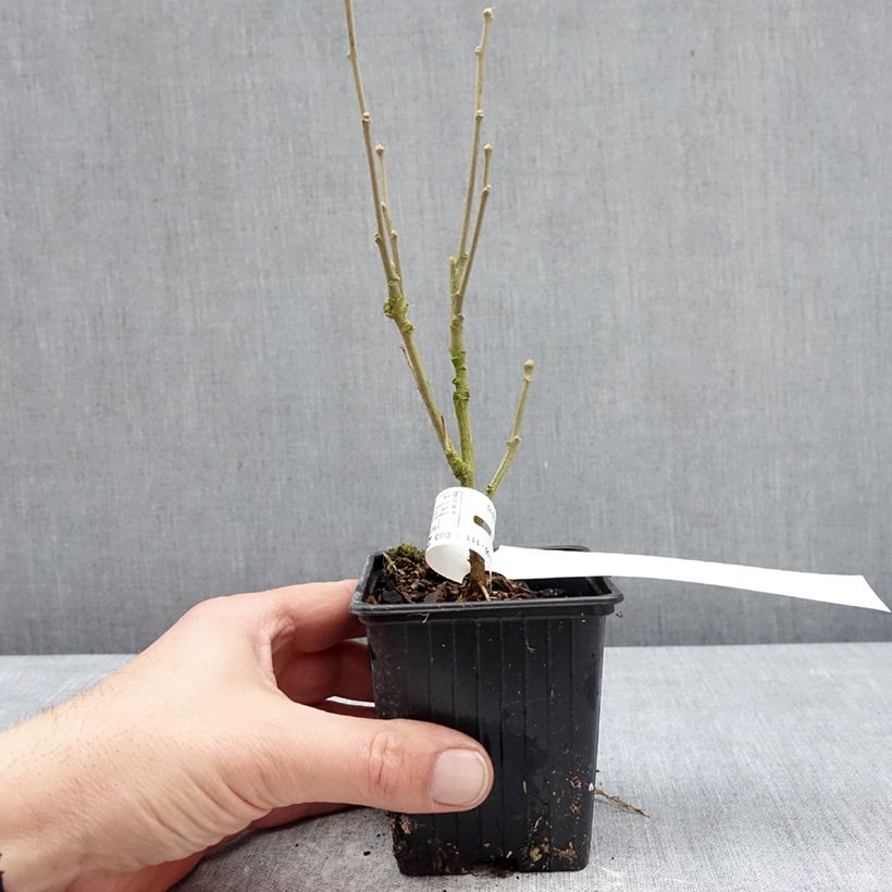Hibiscus syriacus Beautifull Magenta  - Rose of Sharon 8/9 cm pot sample as delivered in winter