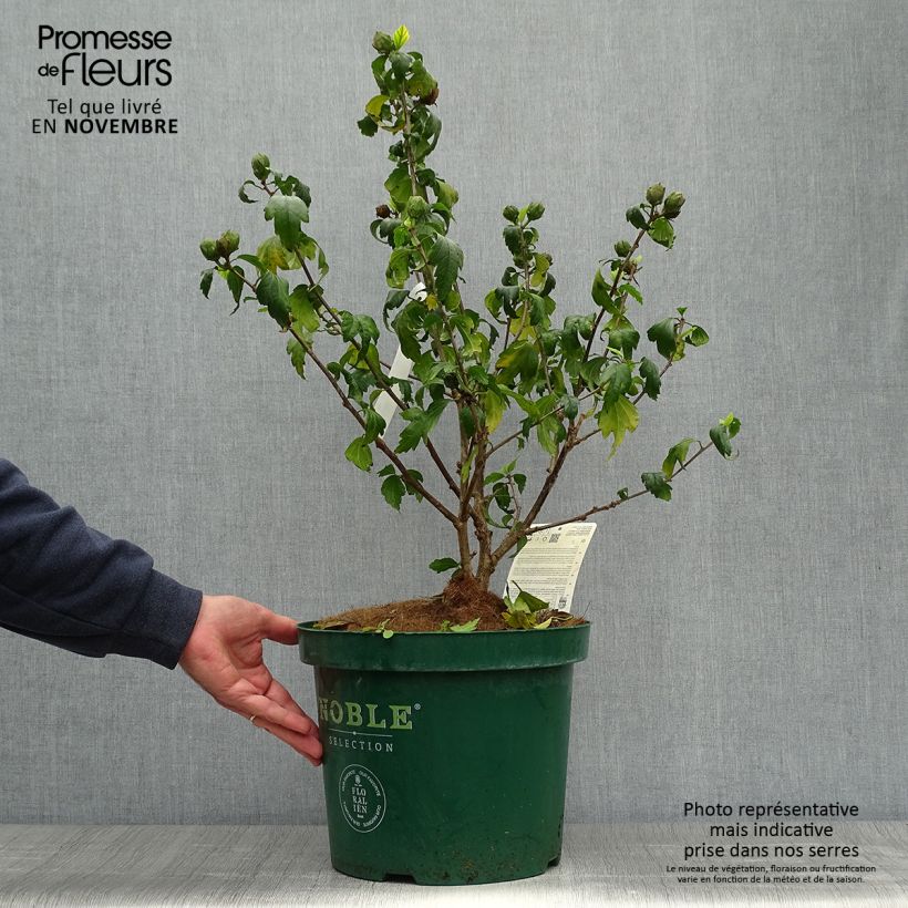 Hibiscus syriacus Blue Chiffon - Rose of Sharon 6L/7L pot sample as delivered in autumn
