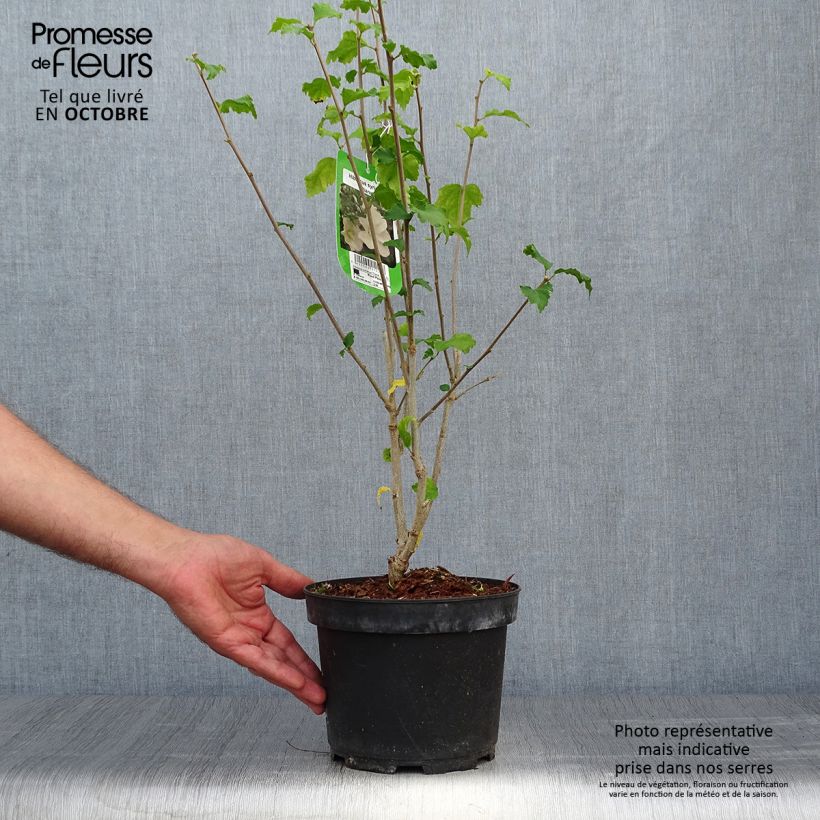 Hibiscus syriacus Diana - Rose of Sharon 3L/4L pot sample as delivered in autumn