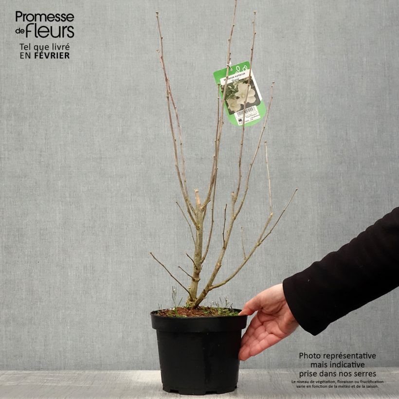 Hibiscus syriacus Diana - Rose of Sharon 3L/4L pot sample as delivered in winter