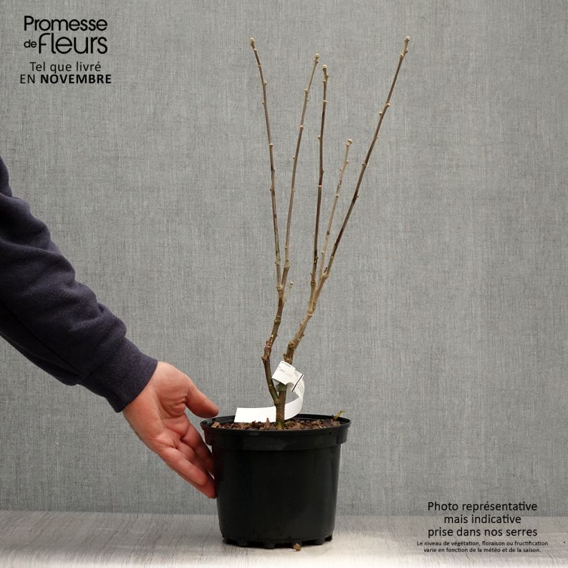 Hibiscus syriacus Duc de Brabant - Rose of Sharon 3L/4L pot sample as delivered in autumn