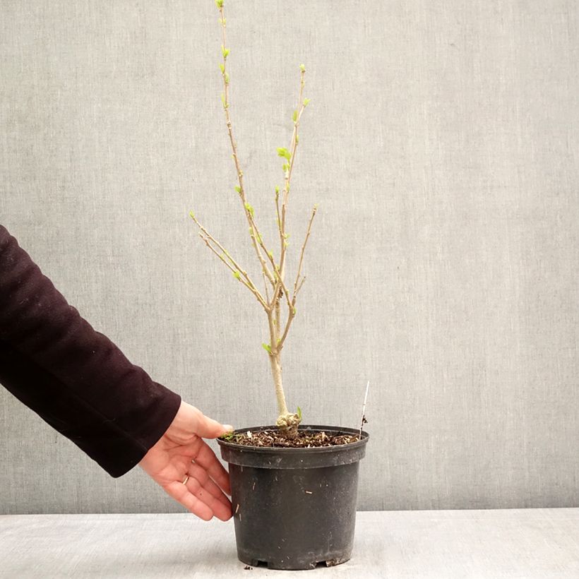 Hibiscus syriacus Eléonore - Rose of Sharon 2L/3L pot sample as delivered in spring